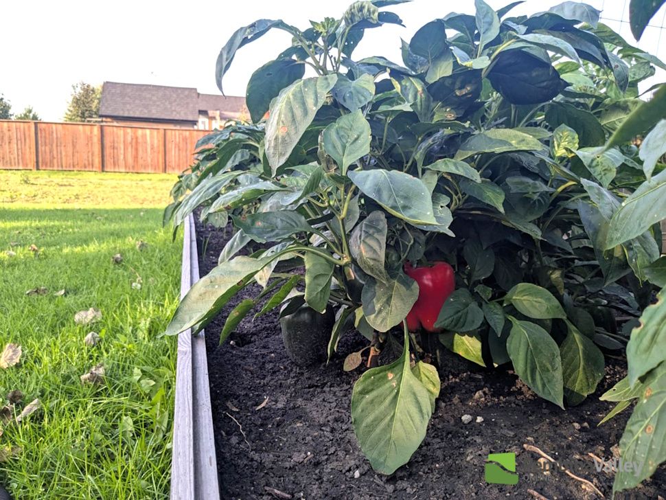 Pepper plant